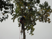 Tree Inspection