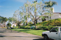 Tree Trimming 1 - After